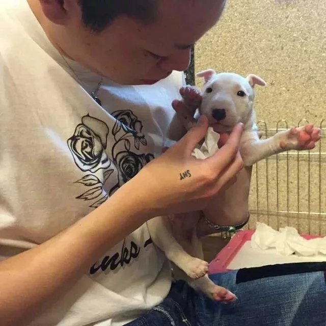 杜娇飘蝶